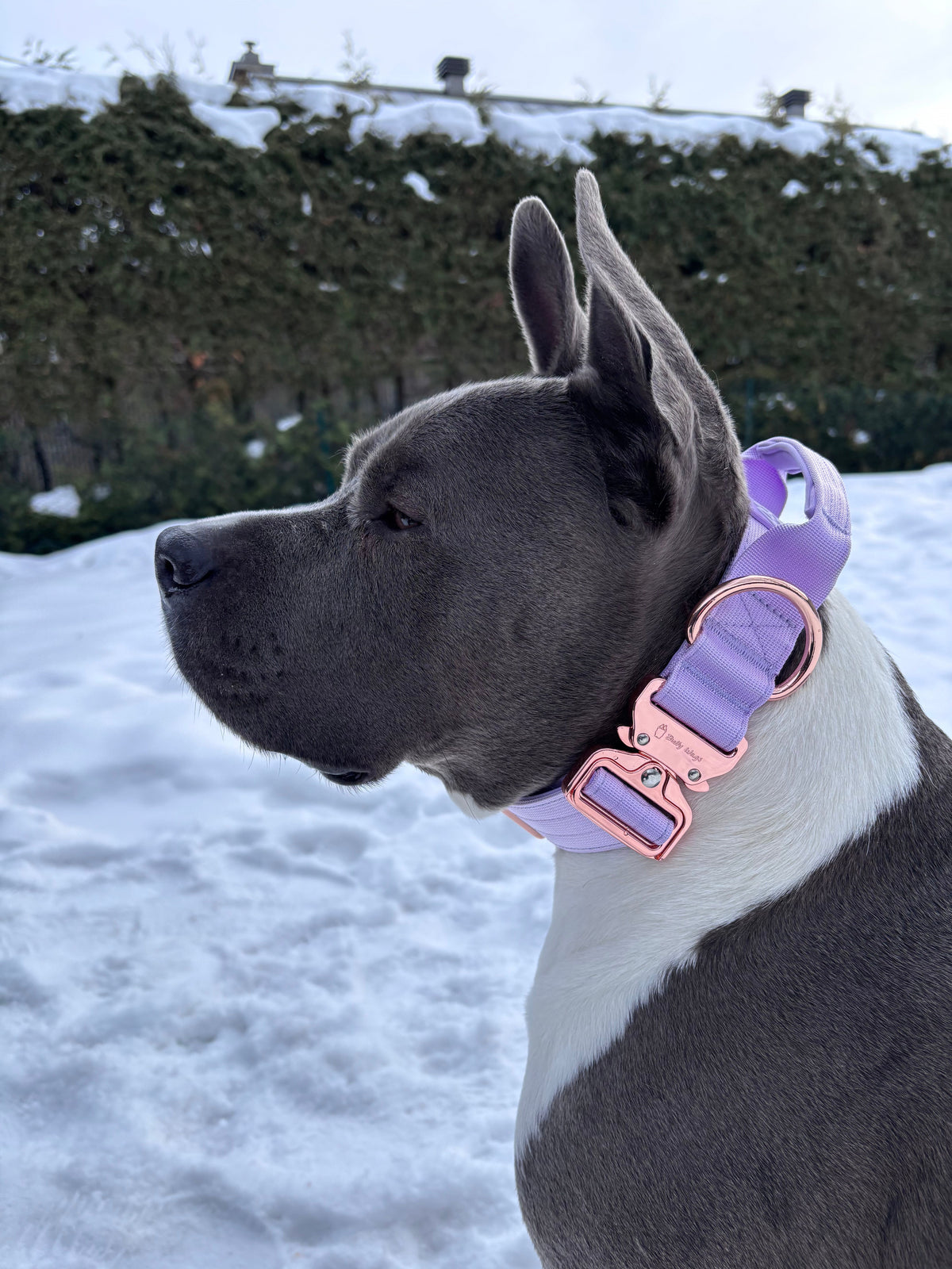 Collier tactique 1.5po avec poignée - Lilas (mauve)