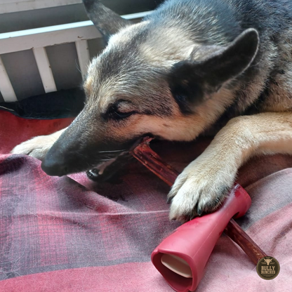Bâtons de mastication EXPERT - 10/12po