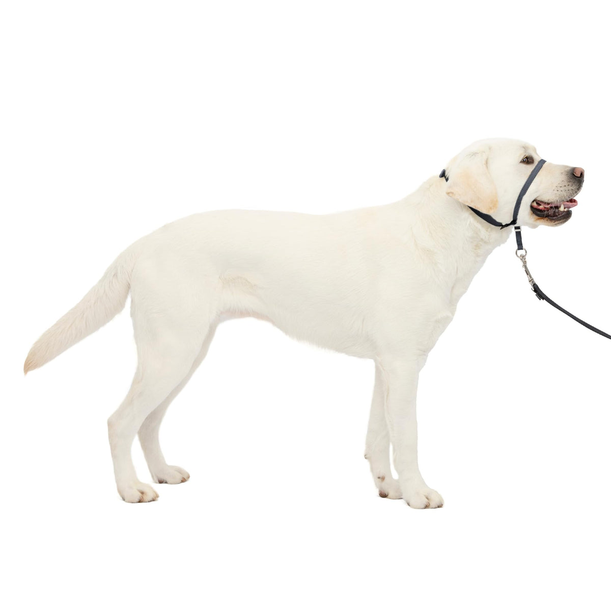 Collier de tête anti-traction (licou) - Petsafe