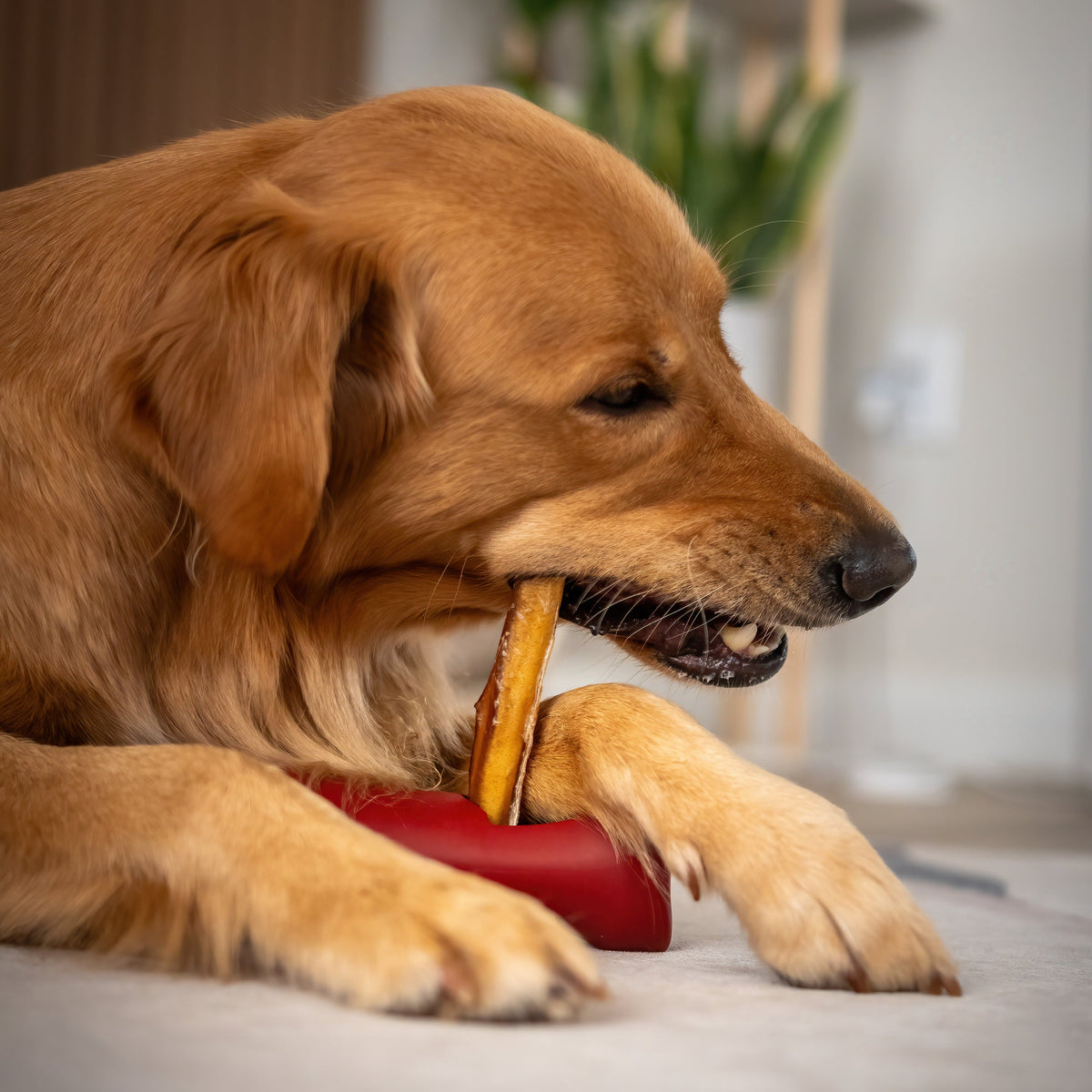 Support de sécurité pour Bully Sticks