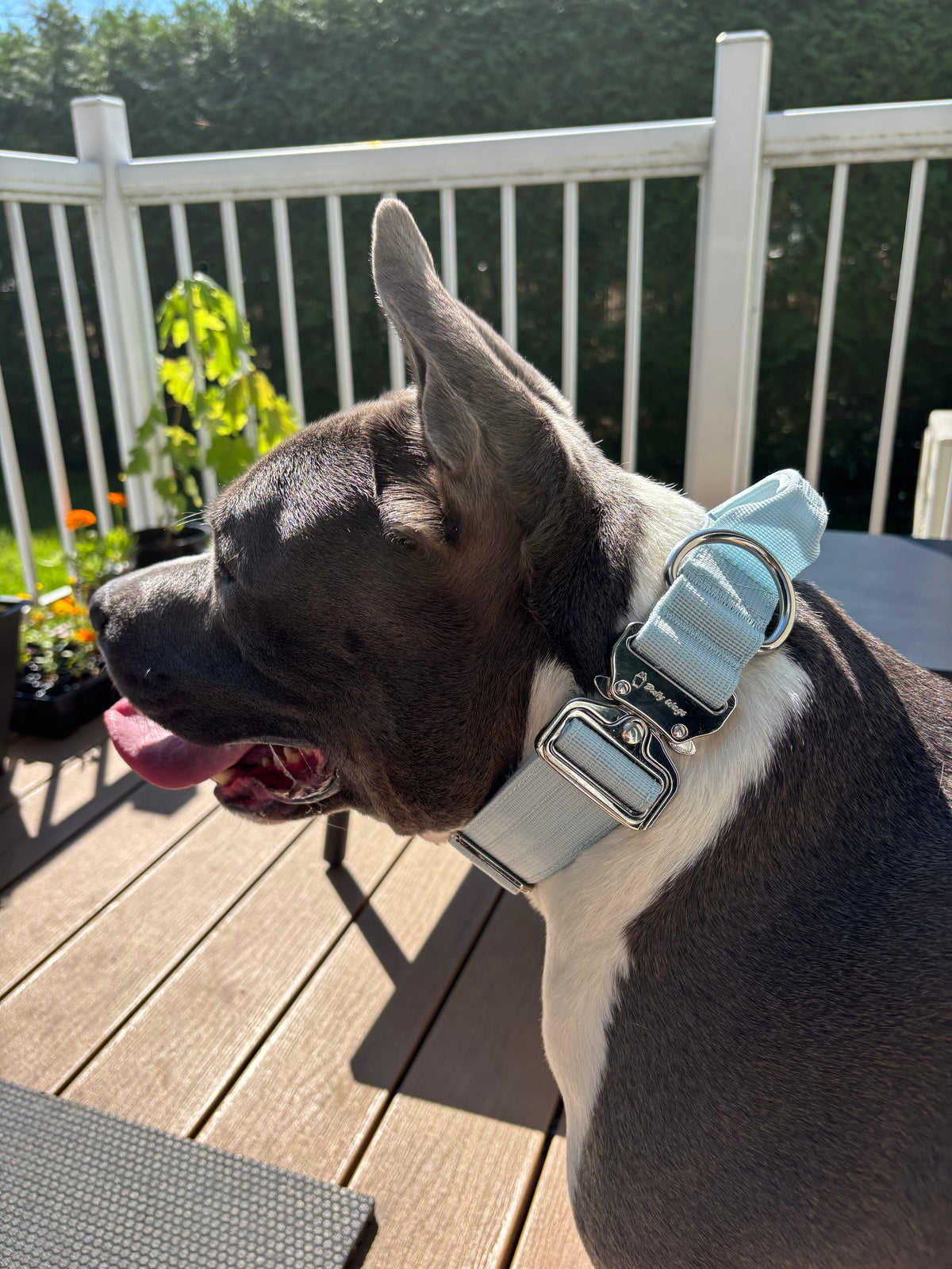 Collier tactique 1.5po avec poignée - Bleu bébé