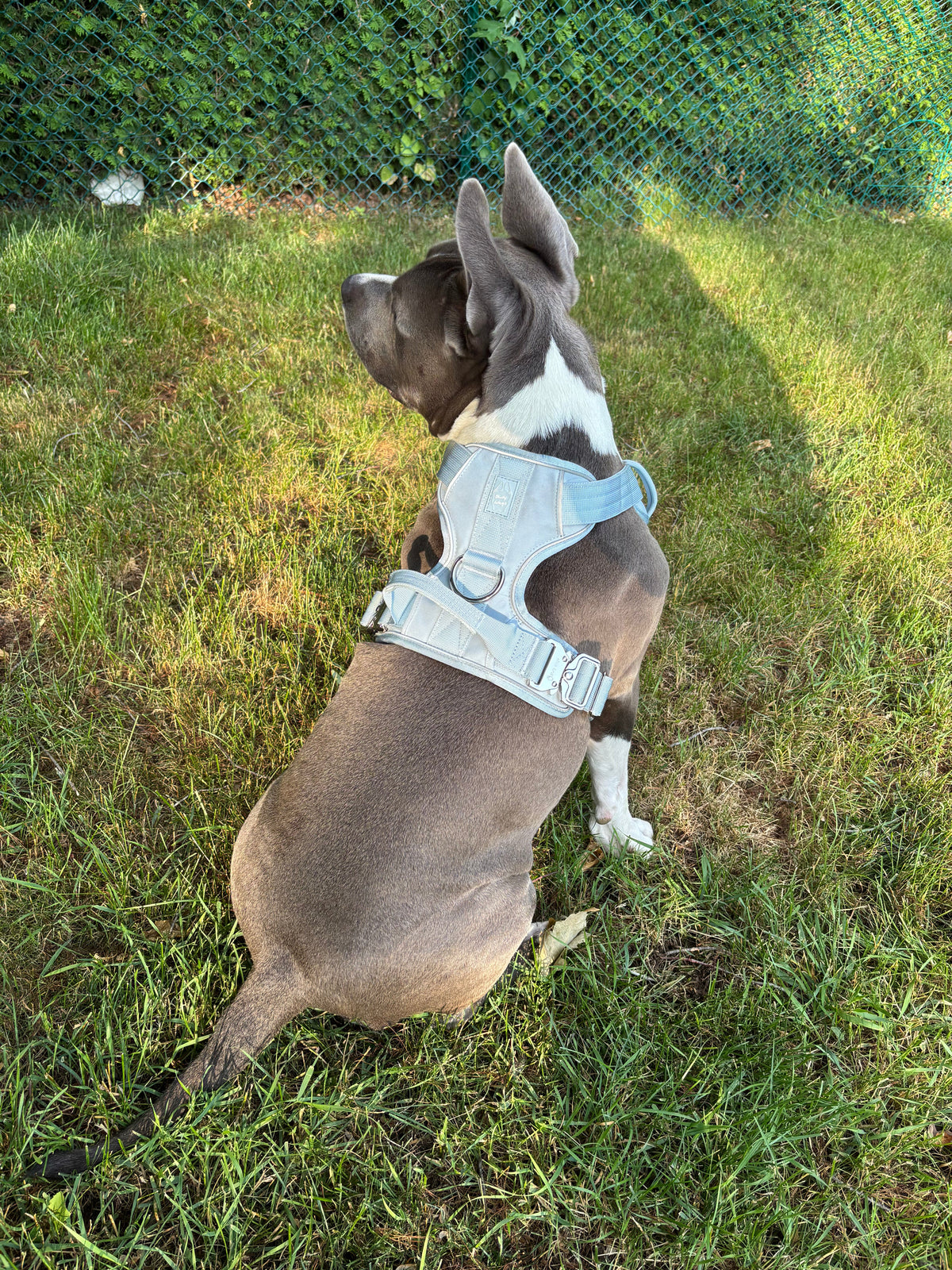 Harnais "Heavy Duty Everyday" - Bleu bébé