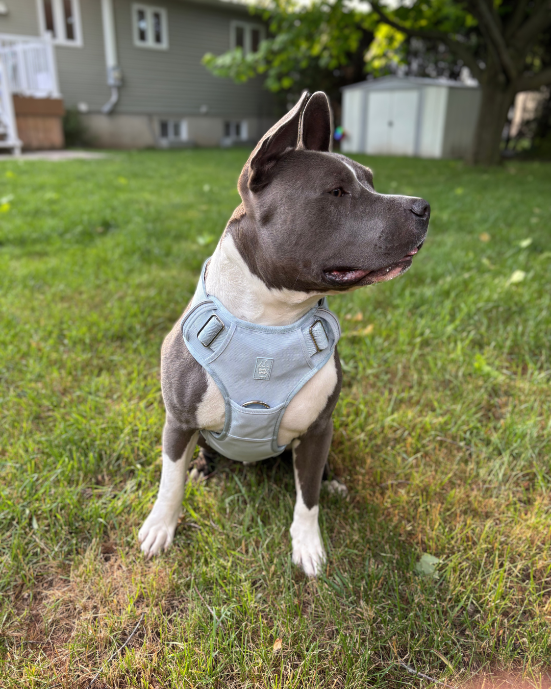 Harnais "Heavy Duty Everyday" - Bleu bébé
