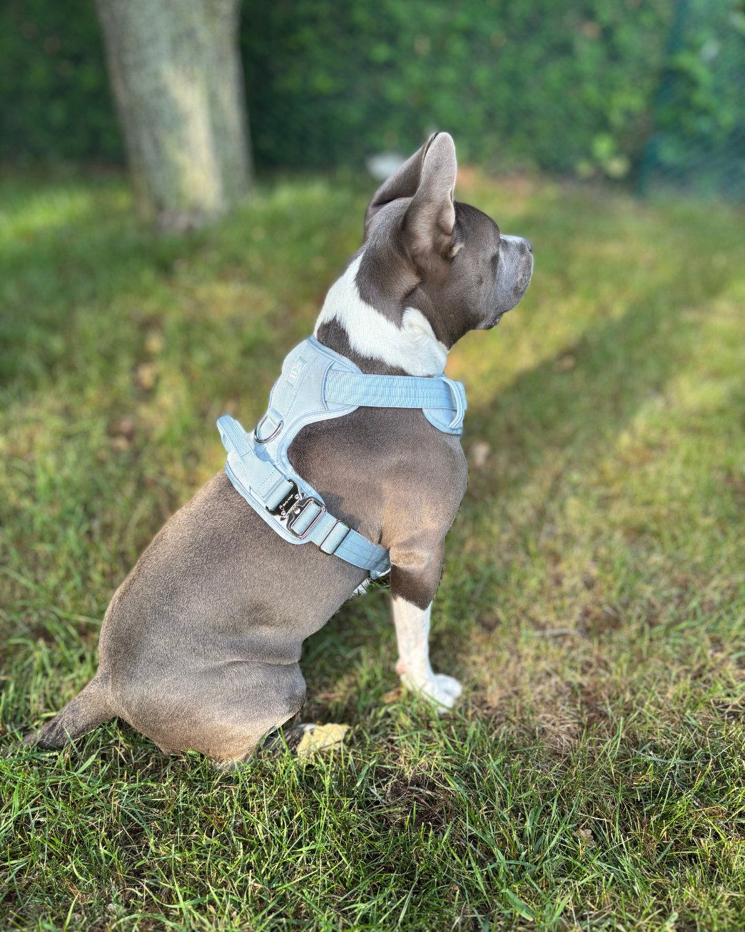 Harnais "Heavy Duty Everyday" - Bleu bébé
