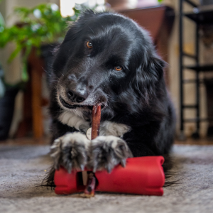 Support de sécurité pour Bully Sticks