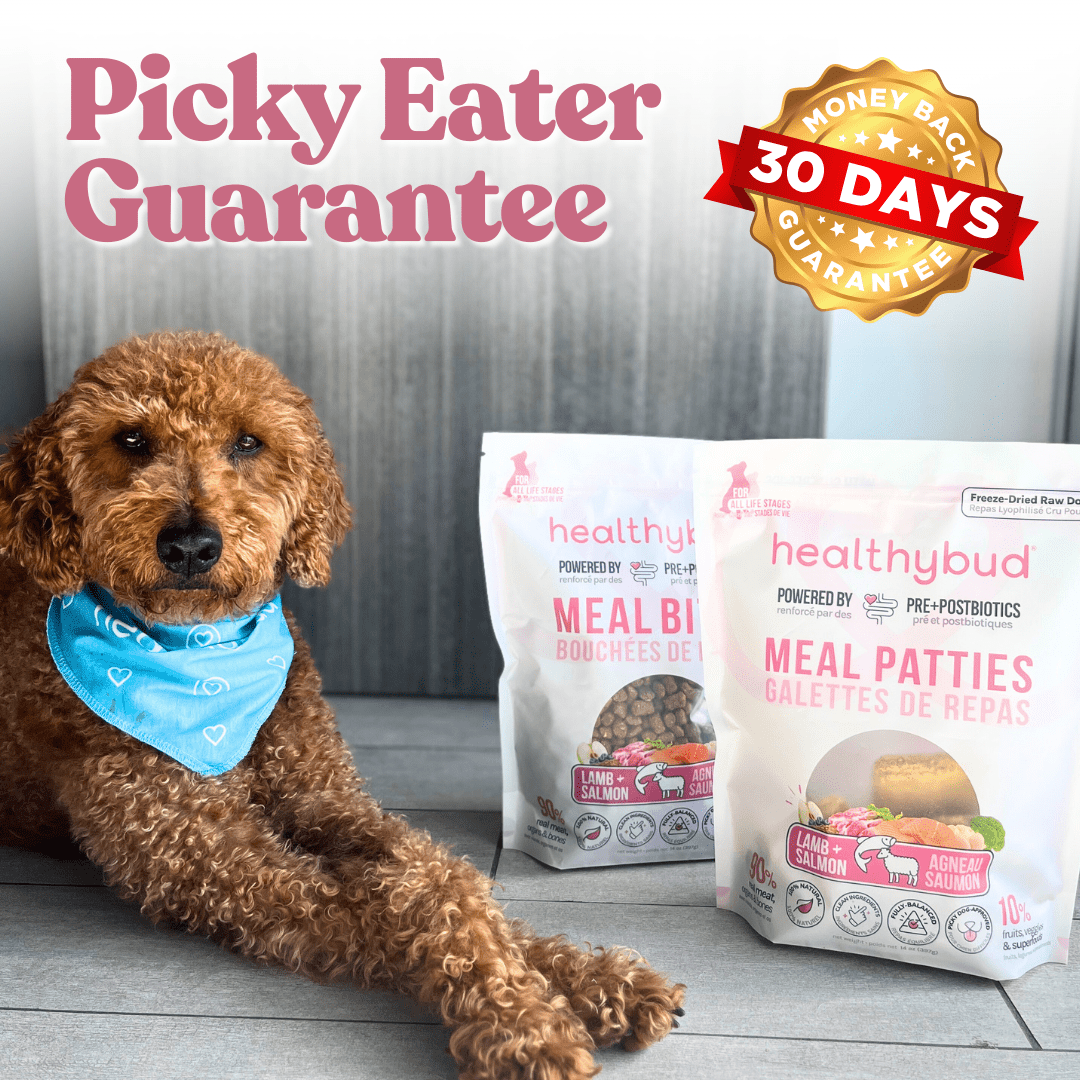 Repas pour chien - Pâtés de saumon et agneau