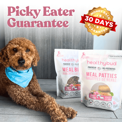 Repas pour chien - Pâtés de saumon et agneau