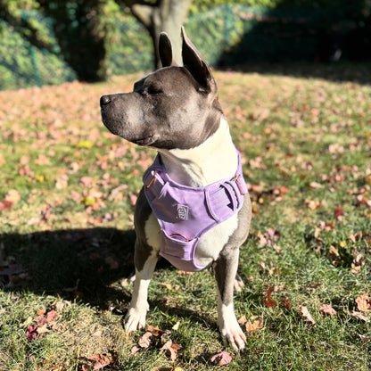 Harnais "Heavy-Duty Everyday" - Lilas (Mauve)