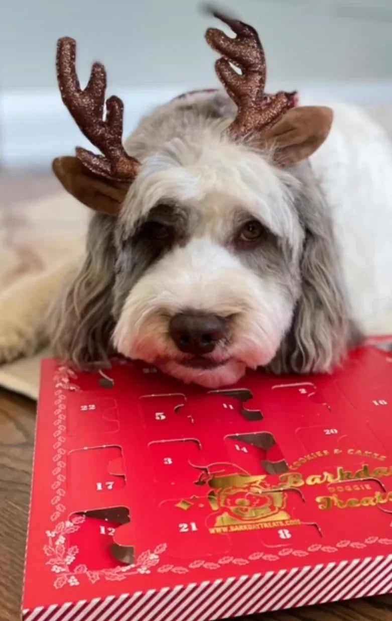 Calendrier de l'Avant 2026 pour chien