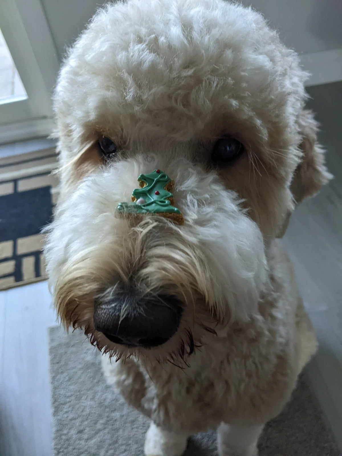 Calendrier de l'Avant 2026 pour chien
