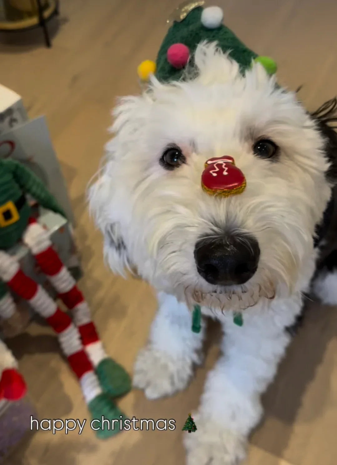 Calendrier de l'Avant 2026 pour chien